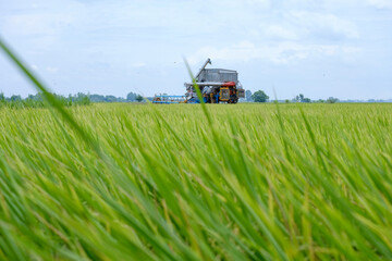 Harvester machine to harvest rice field working in Thailand, agriculture technology