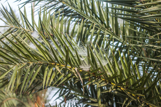 Date palm trees leaves