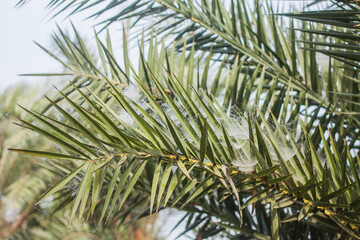 Date palm trees leaves