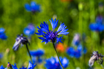 Lentil flowering with poppies and cornflowers in Castelluccio di Norcia, Italy
