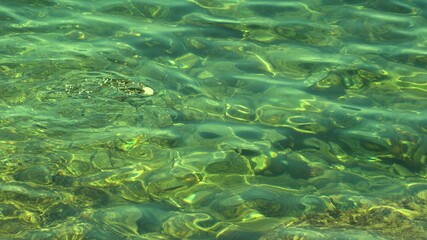 Fish under water. Cyprus. Pathos. Beach.