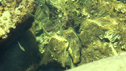 Fish under water. Cyprus. Pathos. Beach.