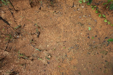 Moist yellow soil with lots of small stones, detailed texture