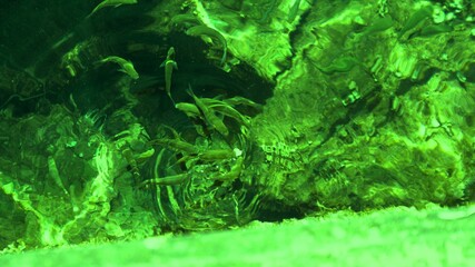 Fish under water. Cyprus. Pathos. Beach.