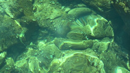 Fish under water. Cyprus. Pathos. Beach.