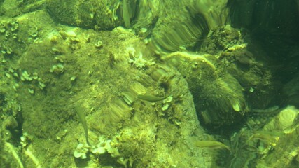 Fish under water. Cyprus. Pathos. Beach.