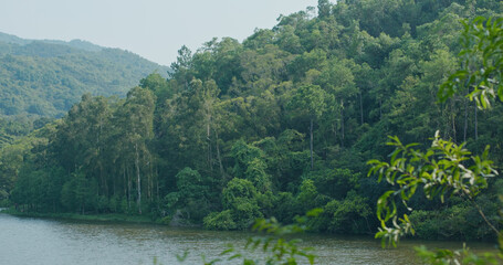 Obraz premium Forest plant and water reservoir