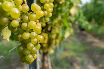 Weinlese