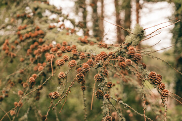 A plentiful amount of small pine cones are growing on the branch of this tree in a natural autumn forest setting.