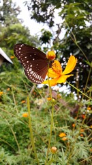 butterfly on flower