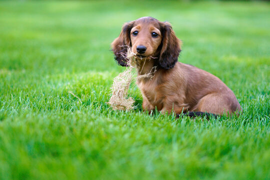 Puppy