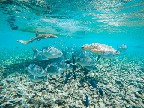 Tropical Underwater Wonderland with Nurse Shark, Sea Turtle, and Tropical Fish