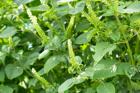 エゴマ（荏胡麻、学名：Perilla frutescens）、シソ科、健康によいオイルの原料　（日本、秋、東京で撮影）、先端に白い花がついている