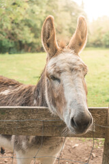 A friendly donkey came over to stand with its head over the fence and pose for the camera.