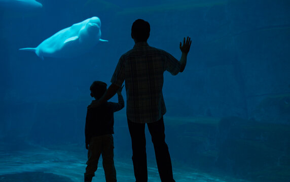 Father And Son Aquarium Trip