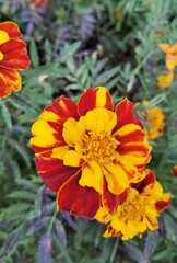 Orange flowers