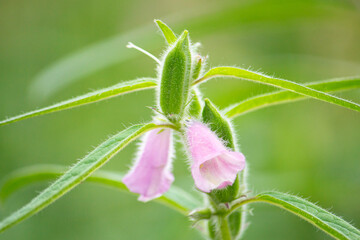ゴマ（胡麻、学名：Sesamum indicum）の花（9月、日本）：食用油などに使われる