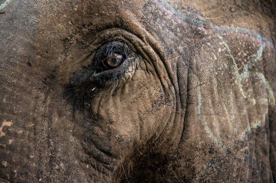 Detail of an elephant skin