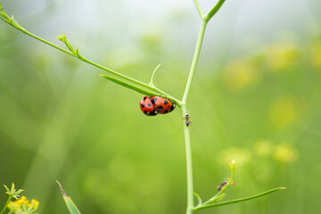 Obraz premium ナナホシテントウ（七星瓢虫、七星天道、学名：Coccinella septempunctata Linnaeus）の交尾、秋、日本、東京