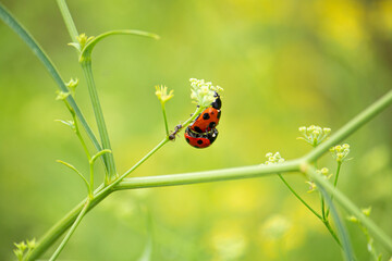 ナナホシテントウ（七星瓢虫、七星天道、学名：Coccinella septempunctata Linnaeus）の交尾、秋、日本、東京