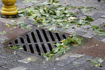 Leaves falling to the ground on a rainy day