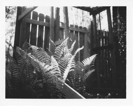 Ferns in black and white.