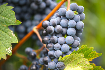 Close up of ripe blue grapes on vine