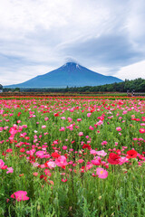 Fuji Mountain and Tulip Garden at Hananomiyako Flower Garden at Yamanakako Lake, Japan