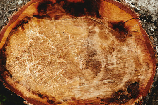 Close-up photo of cut stump