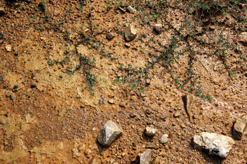 Moist yellow soil with lots of small stones, detailed texture