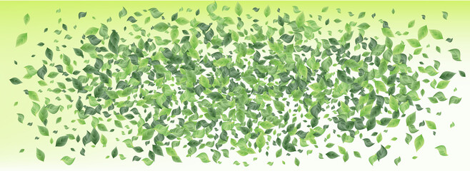 Olive Leaf Motion Panoramic Green Background 