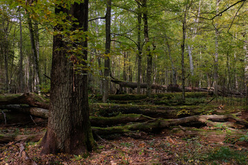 Broken trees in autumn