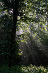 Early morning sun shining through hornbeam branches