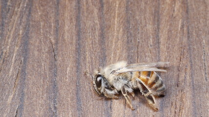 dead bees showing many details of body