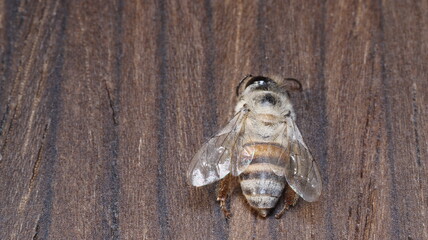 dead bees showing many details of body