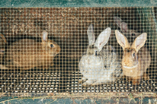Group of rabbits in a cage