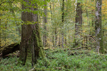 Obraz premium Deciduous stand with hornbeams and oaks