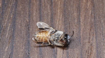 dead bees showing many details of body