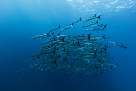 Diving with school of barracuda