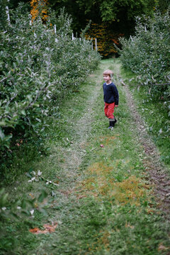 kid picking apples