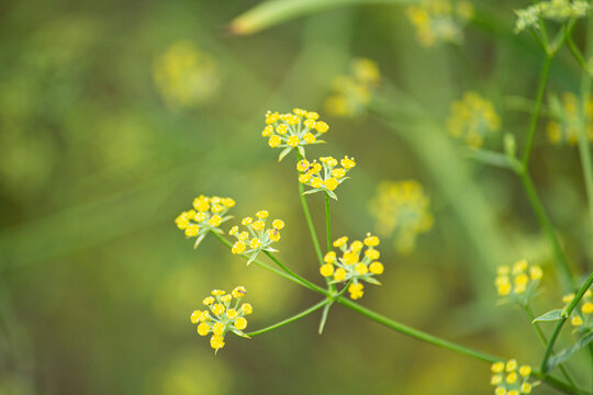 ミシマサイコの黄色の花が開花（三島柴胡、Bupleurum scorzonerifolium）、漢方薬原料、大柴胡湯などに含まれる、（9月、日本で撮影）
