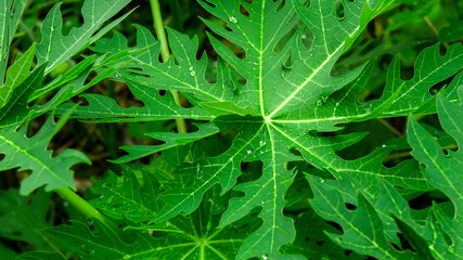 Obraz premium The rain on the papaya leaves was taken up close.