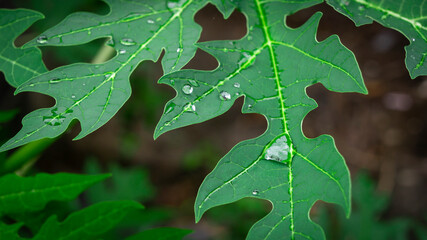 The rain on the papaya leaves was taken up close.