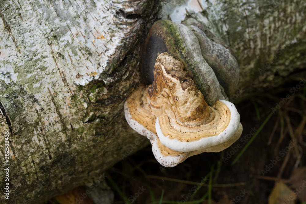 Wall mural small tinder polypore on fallen birch