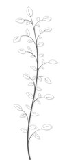 Drawing of an isolated tree branch with leaves in gray vintage style on a white background