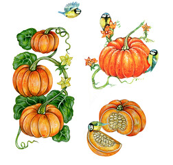 watercolor illustration of pumpkin (fruit, plant and flowers) with 2 tits. Handmade on white background
