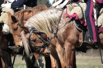 Portrait of War horse and rider.