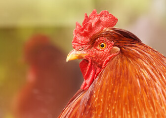 Headshot of red rooster with its reflection in the background