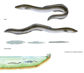 realistic illustration of european eel (Anguilla anguilla): adult, leptocephalus end environment