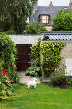 Dog and cat in the garden